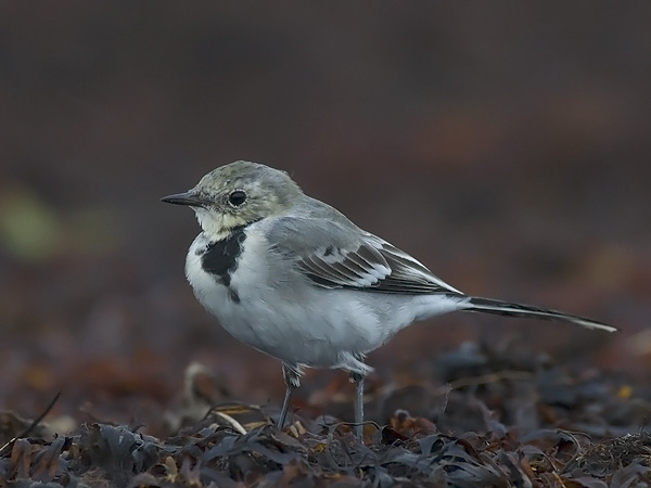 Västäräkki, White Wagtail, Motacilla alba